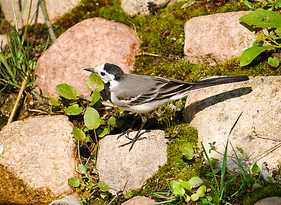 포토 JPG 해외이미지 동물 1 야생동물 날개 자연 조류 사람없음 야외 초록색 검은색 회색 바위 흰색 작음 깃털 꼬리 부리 러시아 해외포토 유럽 컬러 돌_바위 크기 생태계 파일형식 이미지허브