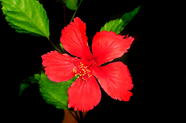 포토 JPG 해외이미지 식물 꽃잎 꽃 백그라운드 잎 곡선 자연 부활절 사람없음 빨간색 여름 뷰티 머리 정원 봄 활발 낭만 성장 벚꽃 꽃술 개화 이슬 꽃집 향수 묘사 싱글 질감 심플 꽃가루 부드러움 내추럴 꽃수술 바이탈 이국적 히비스커스 해외포토 계절 기념일 선 컬러 컨셉 신체부위 상점 화장품 감각 가루 생태계 파일형식 이미지허브