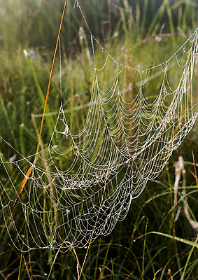 포토 JPG 해외이미지 나무 자연 아침 날씨 사람없음 컬러풀 햇빛 어둠 추위 안개 가을 물방울 농촌 이슬 신비 거미줄 카피스페이스 해외포토 주간 식물 계절 컬러 컨셉 태양 공백 시골 생태계 파일형식 이미지허브