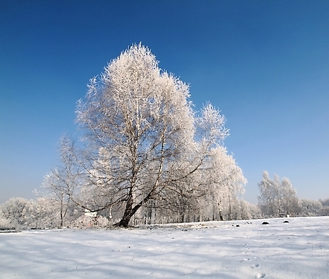 포토 JPG 해외이미지 나무 백그라운드 겨울 자연 사람없음 마을 냉동 추위 시골 싱글 자작나무 해외포토 식물 계절 생태계 파일형식 이미지허브