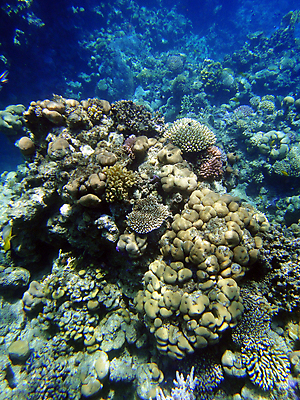 포토 JPG 해외이미지 바다 이집트 사람없음 수중 산호 해외포토 아프리카 자포동물 파일형식 이미지허브