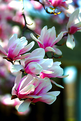 포토 JPG 해외이미지 나무 식물 계절 꽃잎 꽃 길 분홍색 백그라운드 꽃무늬 농업 자연 아침 풍경 잔디 사람없음 야외 초록색 컬러풀 환경 맑음 보라색 봄 젖음 벚꽃 나뭇가지 시골 신선 개화 체리 4월 순수 장면 강렬 해외포토 주간 산업 컬러 컨셉 무늬 과일 날씨 날짜 생태계 파일형식 이미지허브