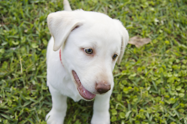 포토 JPG 해외이미지 동물 얼굴 새끼 포유류 실험 사람없음 반려동물 노란색 머리 흰색 개 리트리버 강아지 래브라도리트리버 크림 해외포토 컬러 신체부위 파일형식 이미지허브