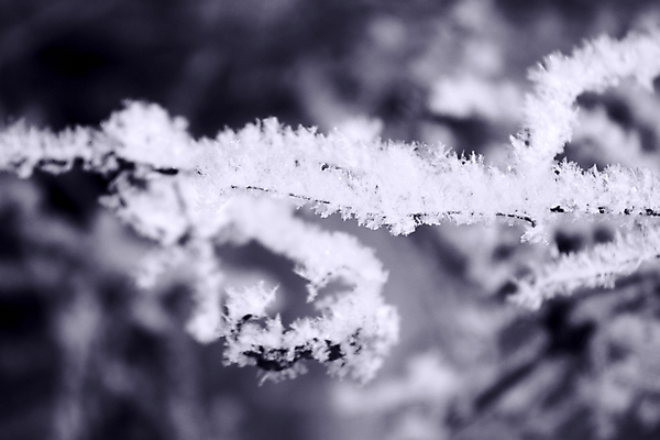 포토 JPG 해외이미지 주간 겨울 풍경 사람없음 야외 아웃포커스 나뭇가지 상고대 겨울풍경 해외포토 자연요소 나무 계절 촬영기법 서리 파일형식 이미지허브