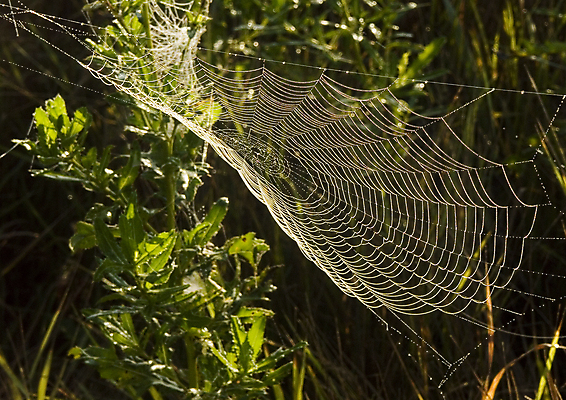포토 JPG 해외이미지 나무 자연 아침 날씨 사람없음 컬러풀 햇빛 어둠 추위 안개 가을 물방울 농촌 이슬 신비 거미줄 카피스페이스 해외포토 주간 식물 계절 컬러 컨셉 태양 공백 시골 생태계 파일형식 이미지허브