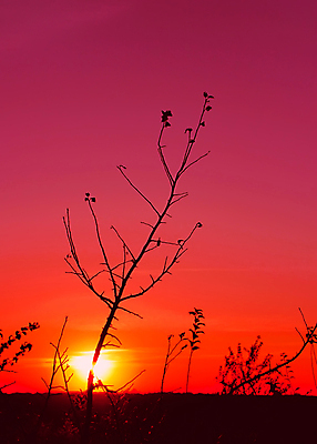 포토 JPG 해외이미지 나무 계절 실루엣 백그라운드 컨셉 오렌지 자연 하늘 추상 미술 풍경 사람없음 야외 빨간색 빛 컬러풀 태양 뷰티 우주 보라색 검은색 어둠 침묵 황혼 일몰 가을 나뭇가지 시골 잡초 고독 제비꽃 그림 지역 멀리 종료 넘어짐 멀티 웅장함 평야 수평선 전경 해외포토 자연요소 식물 꽃 감정 컬러 무늬 과일 모션 문화예술 촬영기법 노을 소리 생태계 파일형식 탑뷰 이미지허브