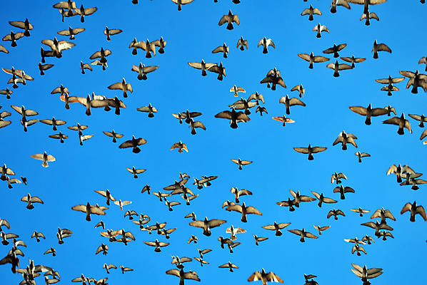 포토 JPG 해외이미지 동물 실루엣 야생동물 자연 조류 하늘 사람없음 파란색 자유 흰색 그룹 비둘기 열정 많음 해외포토 감정 컬러 컨셉 촬영기법 생태계 파일형식 이미지허브