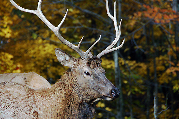 포토 JPG 해외이미지 동물 야생동물 밭 포유류 사슴 휴식 산 뿔 사람없음 가을 게임 큼 황소 엘크 콜로라도 벨벳 해외포토 계절 컨셉 농업 놀이 미국 소 크기 실크 파일형식 이미지허브