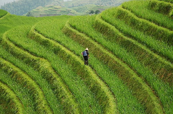 포토 JPG 해외이미지 식물 문화 여행 잎 농업 풍경 사람없음 농작물 중국 밭일 해외포토 산업 아시아 파일형식 이미지허브