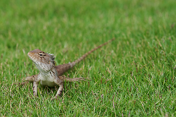 포토 JPG 해외이미지 동물 야생동물 오렌지 파충류 자연 사람없음 빨간색 초록색 노란색 환경 정원 추위 용 보호 인도인 척추 눈금 도마뱀 해외포토 외국인 컬러 컨셉 과일 뼈 동양인 생태계 파일형식 이미지허브