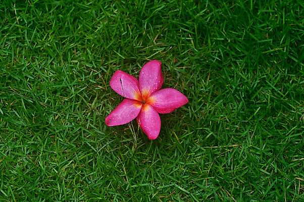 포토 JPG 해외이미지 식물 1 디자인 공원 꽃잎 꽃 분홍색 백그라운드 자연 휴식 사람없음 뷰티 장미 노란색 정원 스파 벚꽃 이슬 자주색 오브젝트 싱글 하와이 향기 냄새 발리 초대 태평양 환영 남쪽 고립 아열대 엘리먼트 이국적 하와이인 알로하 해외포토 외국인 공공시설 바다 컬러 섬 컨셉 미국 인사 방향 생태계 인도네시아 파일형식 이미지허브