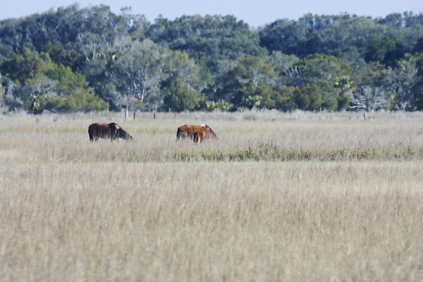 포토 JPG 해외이미지 동물 섬 자연 풍경 사람없음 야외 뷰티 승마 습지 소금 조지아 해외포토 스포츠 생태계 동유럽 파일형식 이미지허브