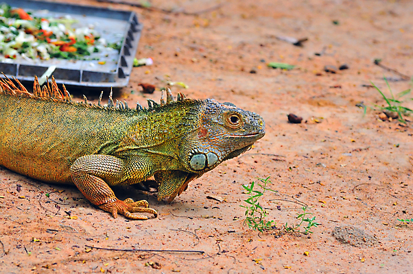 포토 JPG 해외이미지 나무 식물 동물 척추동물 응시 야생동물 포즈 신체 파충류 자연 생물 동물원 종류 사람없음 야외 초록색 반려동물 환경 놀람 나뭇가지 덩굴 숲 열대우림 피부 눈금 도마뱀 육식동물 이구아나 스파이크 기어가기 동물상 벙어리 집게발 오싹 해외포토 시선 감정 컬러 모션 표정 신체부위 조형물 생태계 파일형식 이미지허브