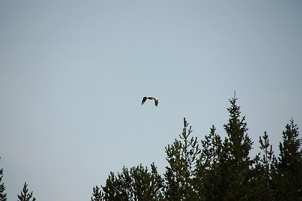 포토 JPG 해외이미지 나무 날개 조류 하늘 거리 사람없음 목재 소나무 떨어짐 숲 기중기 A 멀리 웅장함 해외포토 식물 동물 알파벳 컨셉 재료 중장비 파일형식 이미지허브