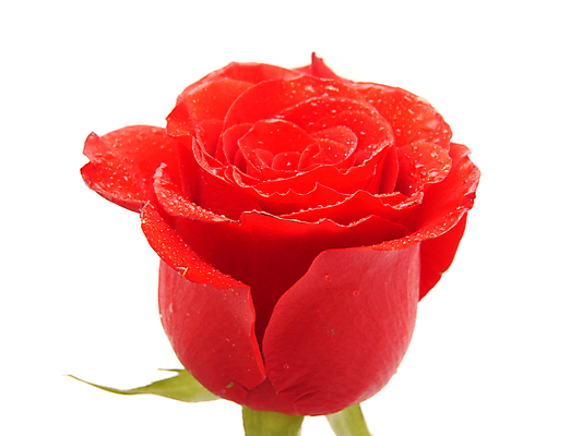 포토 JPG 해외이미지 식물 기념일 꽃잎 꽃 꽃다발 백그라운드 잎 꽃무늬 패턴 데이트 자연 휴가 발렌타인데이 선물 사랑 사람 이벤트 사람없음 빨간색 초록색 물 뷰티 장미 머리 젖음 벚꽃 흰색 축하 인사 신용카드 생일 가시 이슬 오브젝트 싱글 열정 개성 고립 완전 해외포토 자연요소 감정 컬러 컨셉 무늬 데이이벤트 신체부위 금융 예절 생태계 파일형식 이미지허브