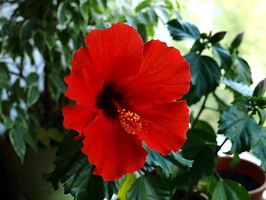 포토 JPG 해외이미지 식물 꽃 자연 사람없음 빨간색 초록색 냄비 해외포토 컬러 솥 생태계 파일형식 이미지허브