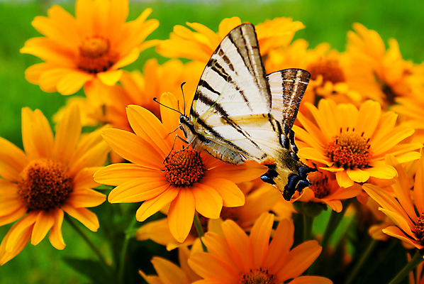 포토 JPG 해외이미지 식물 꽃 꽃다발 나비 곤충 밭 날개 자연 국화 사람없음 야외 초록색 뷰티 노란색 우주 성장 흰색 강렬 해외포토 동물 컬러 농업 생태계 파일형식 이미지허브