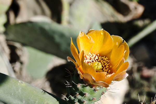 포토 JPG 해외이미지 식물 꽃 자연 선인장 사람없음 노란색 해외포토 컬러 생태계 파일형식 이미지허브