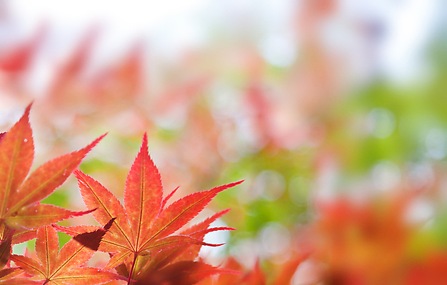 포토 JPG 해외이미지 나무 디자인 계절 공원 백그라운드 단풍 잎 패턴 자연 벽지 하늘 그림자 사람없음 야외 장식 빨간색 컬러풀 햇빛 태양 갈색 일본 활발 젖음 달력 나뭇가지 변화 황금 숲 질감 장면 진홍색 내추럴 러시아인 엘리먼트 해외포토 자연요소 서양인 식물 공공시설 아시아 컬러 컨셉 무늬 생태계 파일형식 이미지허브