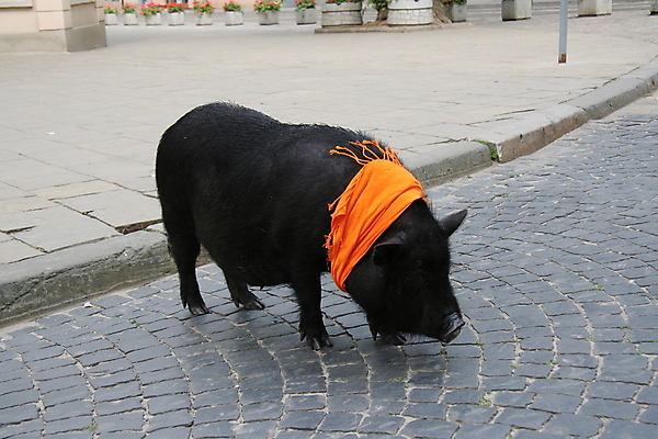포토 JPG 해외이미지 동물 남자 선 분홍색 오렌지 바지 놀이 안내 돼지고기 사람 성인 사람없음 반려동물 달리기 유행 산책 회색 돼지 유머 그림 심플 주인 해외포토 감정 컬러 과일 포유류 모션 하의 휴식 육류 파일형식 이미지허브