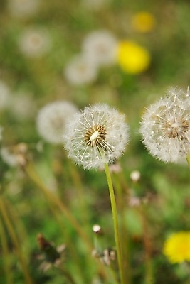 포토 JPG 해외이미지 주간 자연 사람없음 야외 아웃포커스 민들레 민들레홀씨 해외포토 자연요소 꽃 촬영기법 생태계 파일형식 이미지허브