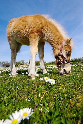 포토 JPG 해외이미지 동물 꽃 음식 밭 포유류 자연 서기 사람없음 야외 옆모습 초록색 반려동물 농장 농경지 갈색 봄 시골 승마 먹기 호기심 냄새 조랑말 내추럴 망아지 관심 기르기 밭일 캐모마일 해외포토 식물 계절 감정 새끼 스포츠 뷰포인트 컬러 컨셉 농업 모션 말_동물 허브 생태계 돌봄 파일형식 이미지허브