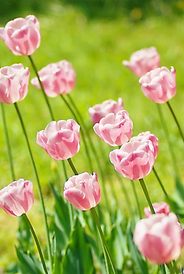 포토 JPG 해외이미지 식물 계절 공원 꽃잎 꽃 줄기 분홍색 꽃다발 백그라운드 잎 꽃무늬 자연 하늘 부활절 발렌타인데이 사랑 사람없음 야외 빨간색 초록색 파란색 컬러풀 뷰티 노란색 정원 보라색 봄 활발 낭만 튤립 벚꽃 축하 신선 다발 배열 꽃집 내추럴 많음 해외포토 공공시설 기념일 감정 컬러 컨셉 무늬 데이이벤트 상점 생태계 파일형식 이미지허브