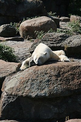 포토 JPG 해외이미지 동물 척추동물 야생동물 곰 포유류 자연 휴식 동물원 사람없음 얼음 흰색 잠 북극 육식동물 북쪽 동물상 해외포토 자연요소 컬러 컨셉 조형물 극지방 방향 생태계 파일형식 이미지허브