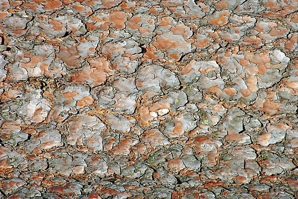 포토 JPG 해외이미지 나무 식물 디자인 공원 벽 백그라운드 패턴 자연 표면 추상 사람없음 목재 갈색 환경 거친 닫기 숲 천 피부 묘사 질감 나무껍질 잡동사니 내추럴 그런지 수목 옛날 노화 해외포토 공공시설 컬러 컨셉 무늬 재료 모션 신체부위 껍질 직물 생태계 파일형식 이미지허브