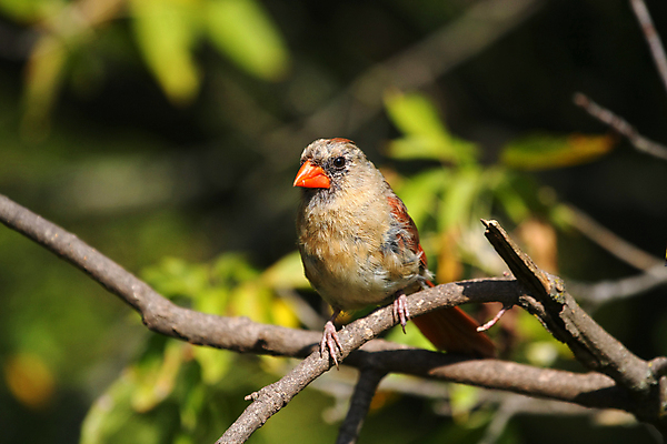 포토 JPG 해외이미지 나무 동물 1 여자 남자 야생동물 겨울 날개 노래 자연 조류 하늘 씨앗 앉기 사람없음 야외 빨간색 검은색 봄 추위 나뭇가지 바늘 선택 깃털 부리 북쪽 동물상 뒤뜰 가문비나무 해외포토 식물 계절 음악 컬러 컨셉 모션 사람 조형물 도구 방향 생태계 파일형식 이미지허브
