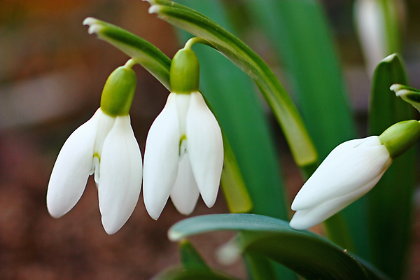 포토 JPG 해외이미지 식물 계절 꽃잎 꽃 줄기 잎 꽃무늬 자연 사람없음 야외 초록색 봄 벚꽃 흰색 내추럴 고립 헌병 해외포토 컬러 무늬 군인 생태계 파일형식 이미지허브
