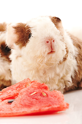 포토 JPG 해외이미지 한마리 수박 근접촬영 사람없음 기니피그 해외포토 1 뷰포인트 과일 포유류 파일형식 이미지허브