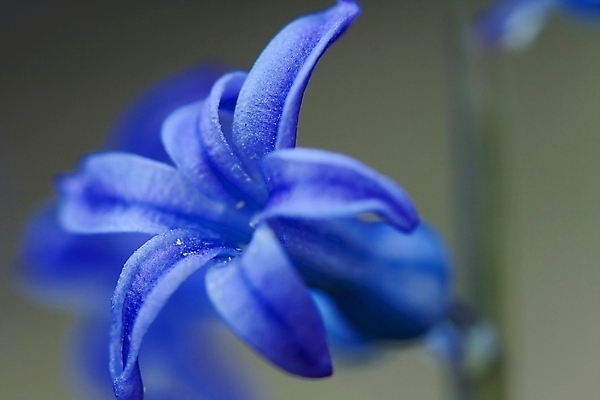 포토 JPG 해외이미지 식물 공원 꽃잎 꽃 꽃무늬 자연 사람없음 야외 파란색 노란색 환경 정원 보라색 봄 벚꽃 신선 보호 작음 내추럴 취급주의 해외포토 계절 공공시설 컬러 컨셉 무늬 경고 크기 생태계 파일형식 이미지허브