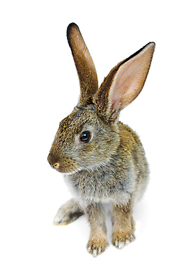 포토 JPG 해외이미지 동물 행복 백그라운드 휴가 새로움 사람없음 회색 흰색 토끼 연도 고립 생존 해외포토 감정 컬러 컨셉 포유류 반려동물 파일형식 이미지허브