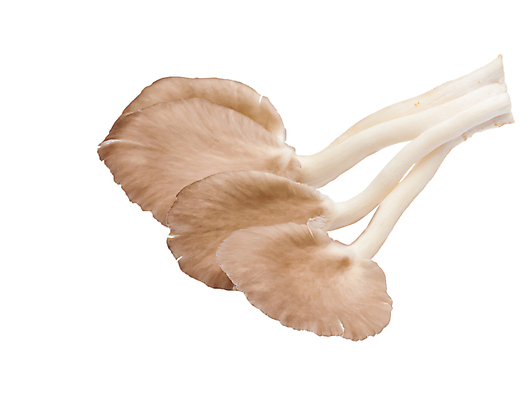 포토 JPG 해외이미지 잡화 음식 백그라운드 농업 다이어트 채소 재료 건강 요리 사람없음 목재 갈색 식당 식사 저녁식사 버섯 굴 흰색 신선 그룹 맛 먹기 준비 질감 생물학 영수증 내추럴 고립 곰팡이 식용 맛있는 해외포토 나무 교육 산업 컬러 컨셉 모션 어패류 금융 상점 파일형식 이미지허브