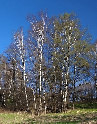 포토 JPG 해외이미지 나무 식물 자연 하늘 사람없음 세로 초록색 파란색 봄 숲 자작나무 해외포토 계절 컬러 생태계 파일형식 이미지허브