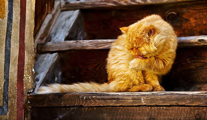 포토 JPG 해외이미지 동물 남자 오렌지 포유류 자연 수염 털 앉기 사람없음 반려동물 갈색 노란색 계단 고양이 거친 핥기 씻기 큼 모피 혀 옛날 그루밍 해외포토 컬러 과일 모션 사람 청결 입 크기 생태계 파일형식 이미지허브
