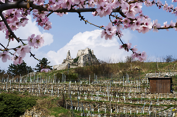 포토 JPG 해외이미지 나무 식물 외관 꽃 유럽 벽 분홍색 여행 농업 건축양식 하늘 사람없음 건물 가로 초록색 파란색 봄 개화 성 중세 오스트리아 언덕 폐허 포도밭 포도나무 옛날 줄서기 해외포토 건축물 계절 건축 나라 산업 컬러 밭 모션 역사 과일나무 파일형식 이미지허브