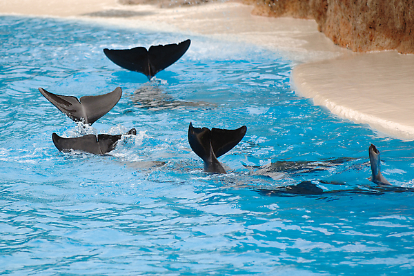 포토 JPG 해외이미지 동물 행복 야생동물 바다 포즈 이동 장난 포유류 모션 자연 놀이 생물 어류 사람없음 물 파란색 수영 힘 회색 게임 떨어짐 스마트 돌고래 쇼 지느러미 수영선수 지능 해외포토 자연요소 감정 컬러 컨셉 운동선수 수중동물 수상스포츠 생태계 파일형식 이미지허브