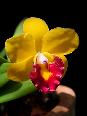 포토 JPG 해외이미지 식물 꽃잎 꽃 줄기 백그라운드 잎 꽃무늬 자연 추상 사람없음 장식 환경 정원 낭만 벚꽃 신선 도자기 개화 난초 우아함 냄비 묘사 향기 냄새 아로마 꽃가루 토기 잡종 내추럴 꽃수술 미니 생태학 해외포토 교육 컨셉 무늬 용기_그릇 솥 가루 생태계 파일형식 이미지허브