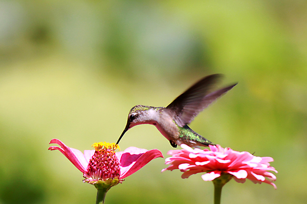 포토 JPG 해외이미지 꽃 야생동물 조류 사람없음 아웃포커스 비행 작음 벌새 해외포토 식물 동물 촬영기법 크기 파일형식 이미지허브