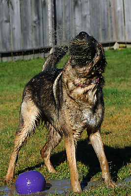 포토 JPG 해외이미지 동물 척추동물 1 응시 얼굴 백그라운드 포유류 휴식 경비 앉기 성인 사람없음 반려동물 갈색 머리카락 검은색 코트 흰색 수비 양치기 경찰 개 선탠 큼 슛 경호원 노려봄 송곳니 고립 기르기 동반자 복종 유래 충실 해외포토 직업 시선 컬러 컨셉 모션 표정 안전 사람 신체부위 머리 외투 치아 보호 크기 돌봄 파일형식 이미지허브