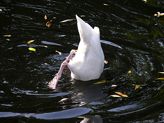 포토 JPG 해외이미지 동물 호수 야생동물 자연 조류 동물원 사람없음 물 반사 흰색 연못 백조 물새 모스크바 해외포토 자연요소 컬러 생태계 러시아 파일형식 이미지허브