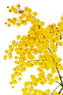 포토 JPG 해외이미지 나무 식물 계절 꽃 꽃다발 백그라운드 잎 꽃무늬 부분 자연 휴가 따뜻함 선물 사람없음 장식 가로 세로 초록색 뷰티 봄 벚꽃 흰색 나뭇가지 신선 개화 황금 불기 다발 심볼 사인 싱글 질감 부드러움 솜털 아카시아 고립 해외포토 컬러 무늬 모션 감각 생태계 파일형식 이미지허브