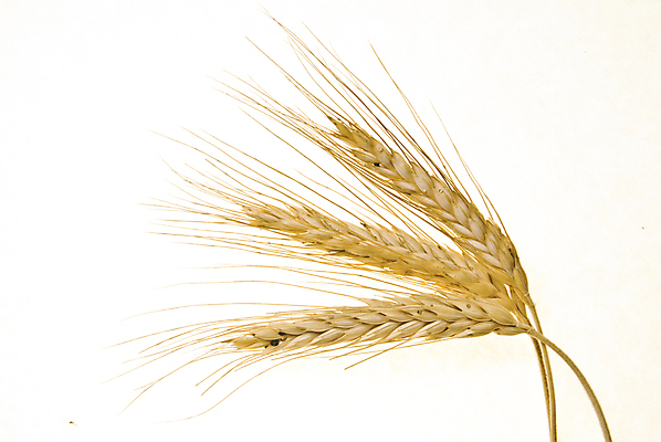 포토 JPG 해외이미지 식물 계절 음식 줄기 농업 옥수수 씨앗 사람없음 여름 농작물 노란색 수확 낟알 시리얼 밀 유기농 밀짚 내추럴 고립 밭일 숙성 호밀 해외포토 웰빙 산업 컬러 곡류 짚 파일형식 이미지허브