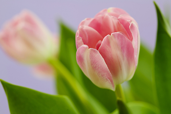 포토 JPG 해외이미지 분홍색 실내 근접촬영 사람없음 아웃포커스 튤립 해외포토 꽃 뷰포인트 컬러 촬영기법 내부 파일형식 이미지허브