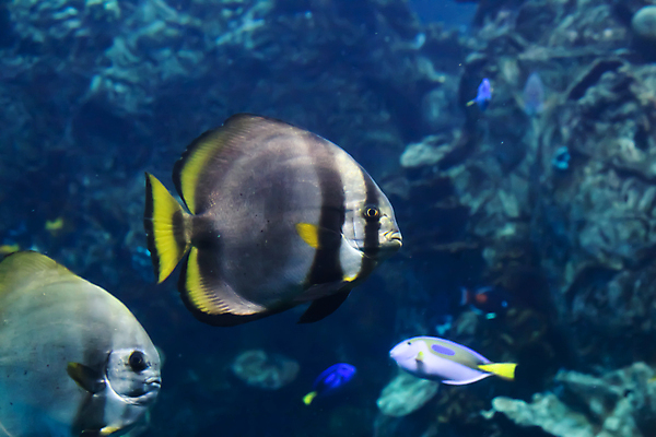 포토 JPG 해외이미지 사람없음 수중 수족관 해외포토 파일형식 이미지허브