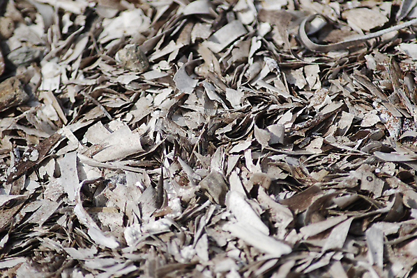 포토 JPG 해외이미지 식물 바다 백그라운드 패턴 자연 건조 사람없음 해조류 닫기 유기농 질감 생물학 내추럴 해외포토 웰빙 교육 무늬 모션 해양식물 생태계 파일형식 이미지허브