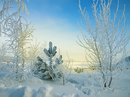 포토 JPG 해외이미지 나무 겨울 풍경 사람없음 얼음 추위 소나무 전나무 해외포토 자연요소 식물 계절 파일형식 이미지허브