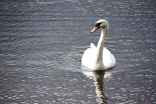 포토 JPG 해외이미지 동물 물결 파도 자연 조류 사람없음 물 머리 평화 화목 흰색 신선 깃털 부리 장면 계산서 해외포토 자연요소 바다 컬러 컨셉 신체부위 생태계 파일형식 이미지허브